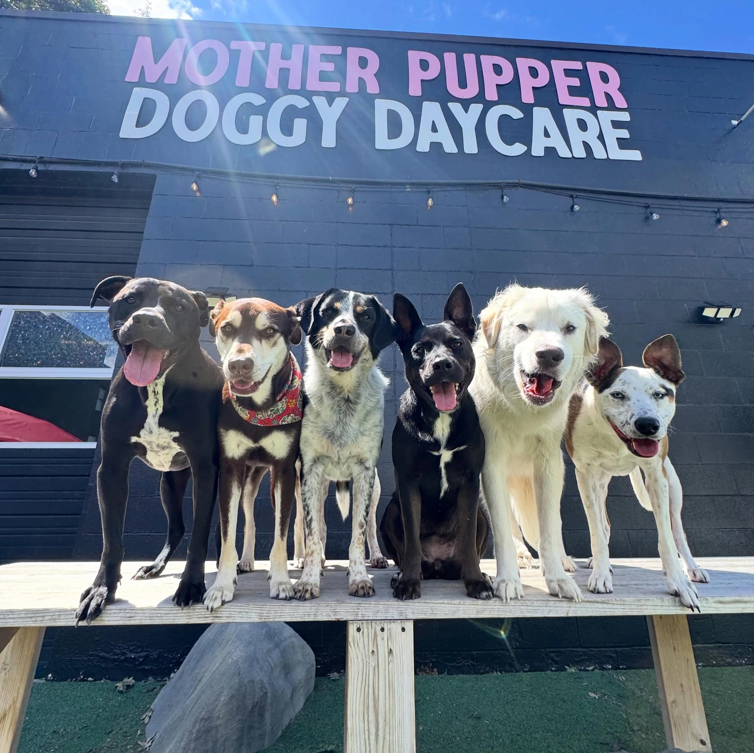 it&rsquo;s a mother puppin&rsquo; good time around here 🤠