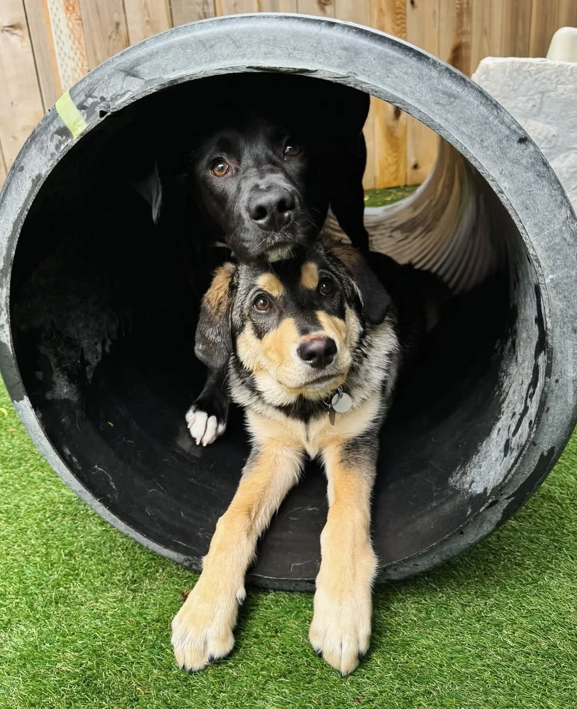 DoveLewis Pet First Aid Workshop