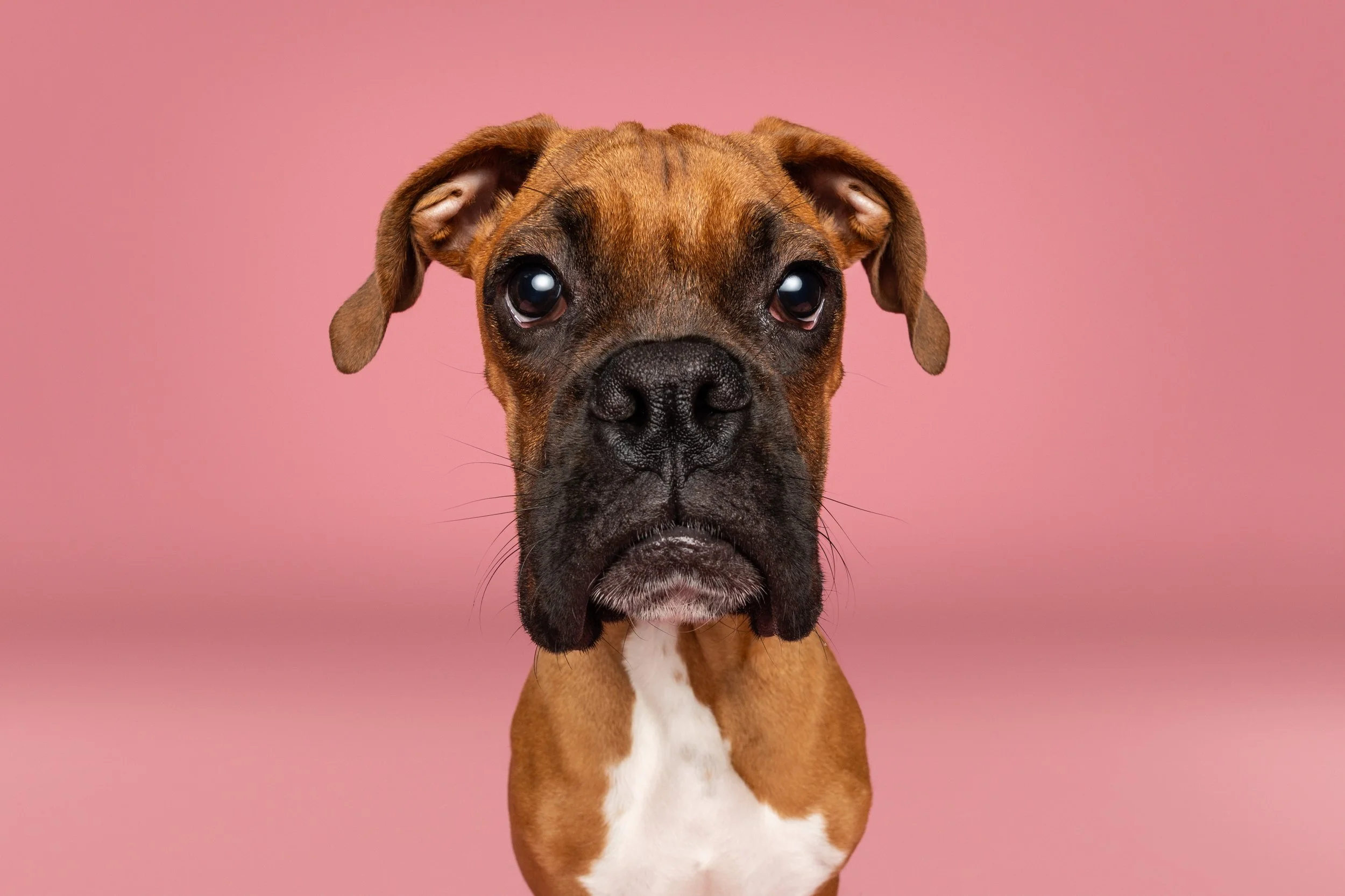 Squeaky Dog Studios Photo Pop Up