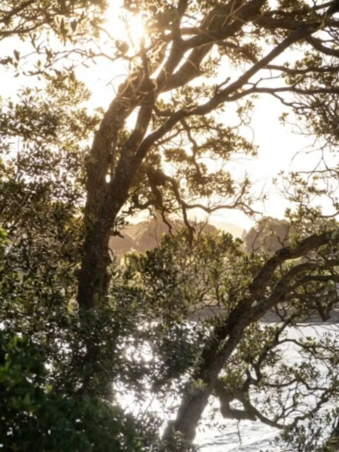 ✨ One of many moments of beauty &mdash; pōhutukawa framing the tide as sunlight shimmers across the water.

Taken from a bedroom window.

#WaterfrontEscape #SimpleLuxury #NatureByTheSea #RaglanByTheSea

📷 @carme.aguayo