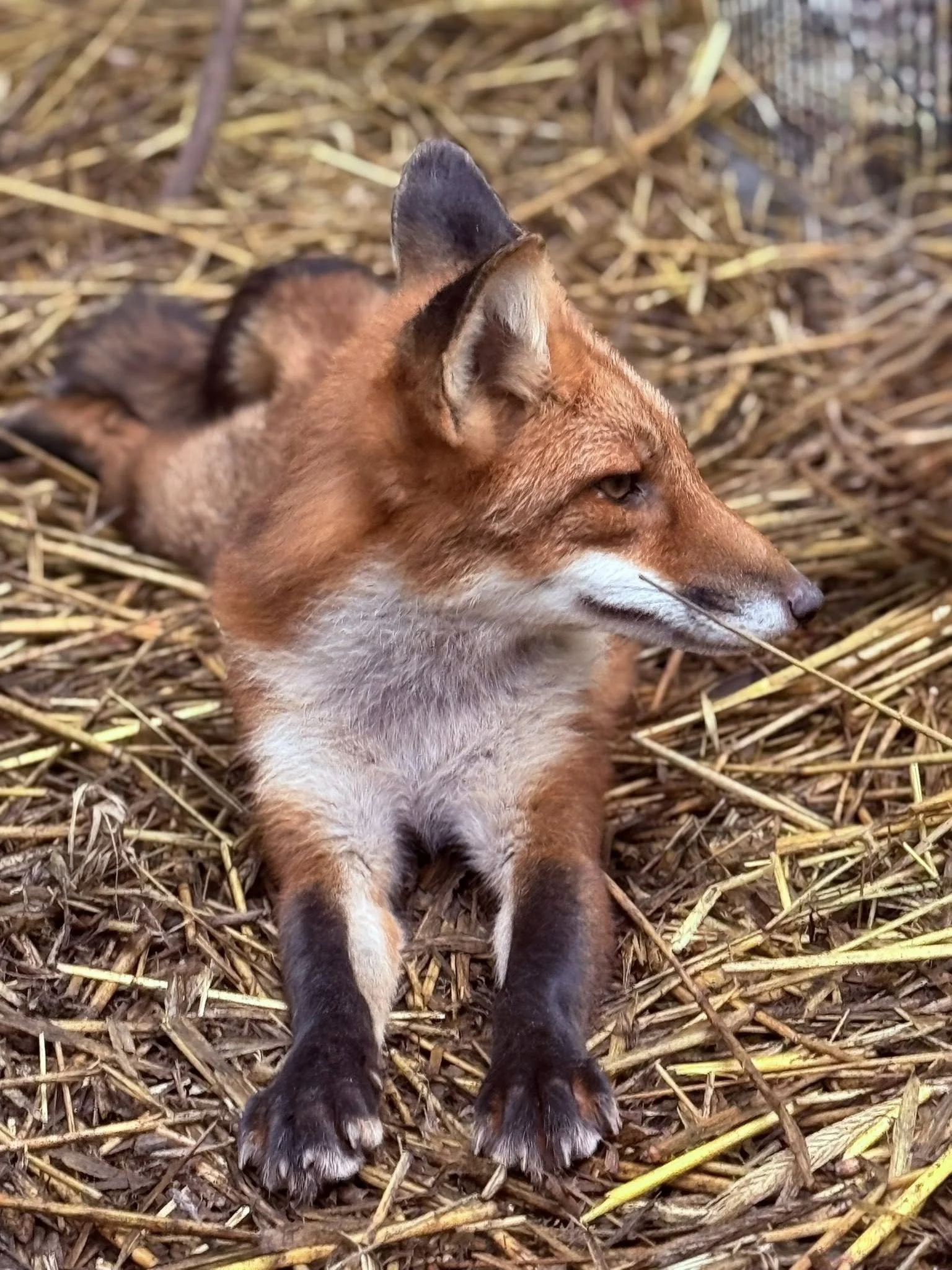 Foxtoberfest