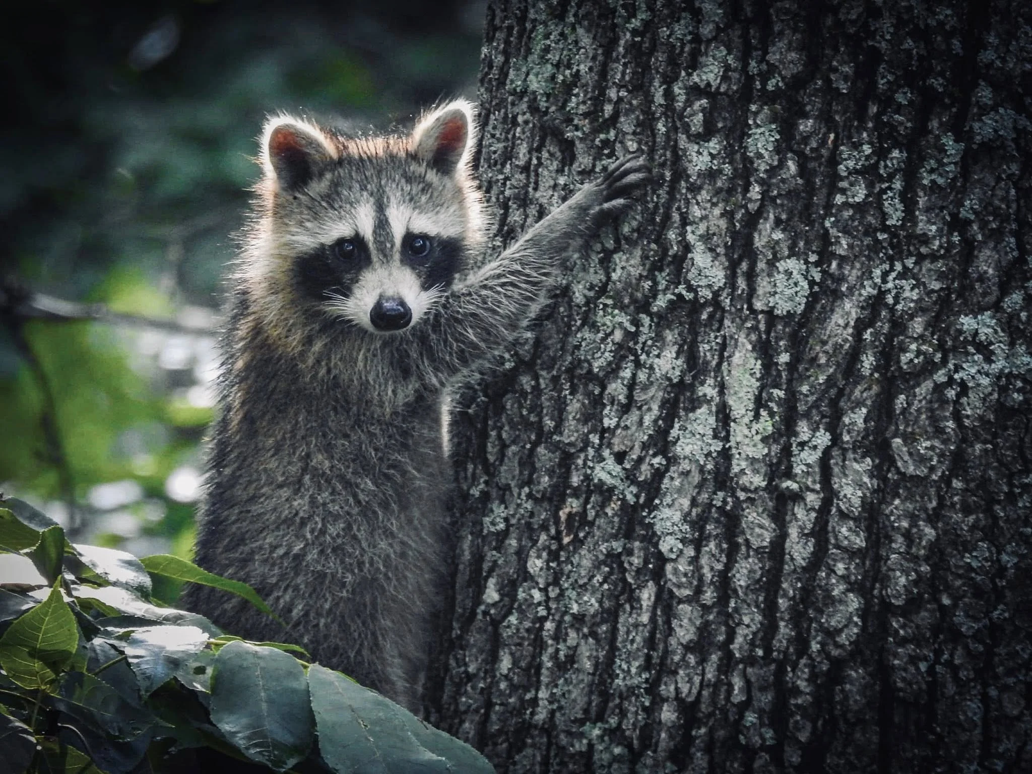Raccoon Yoga at Possum-bilities