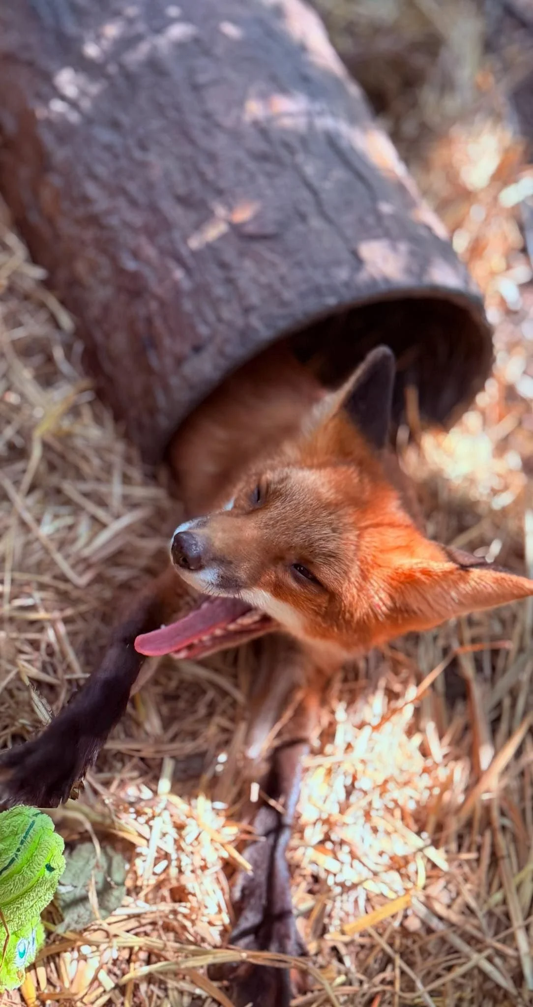 Animal Rescue Festival