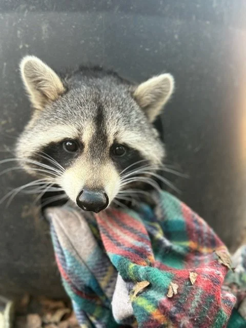 Raccoon Yoga at Possum-bilities