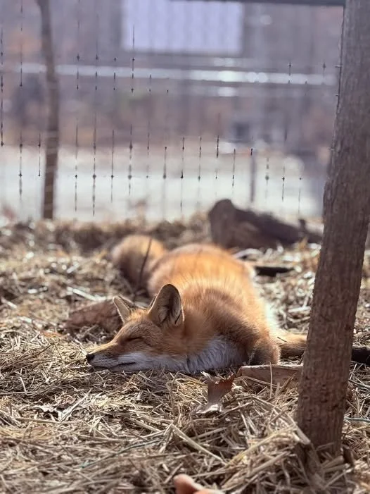 Fox Yoga at Possum-bilities