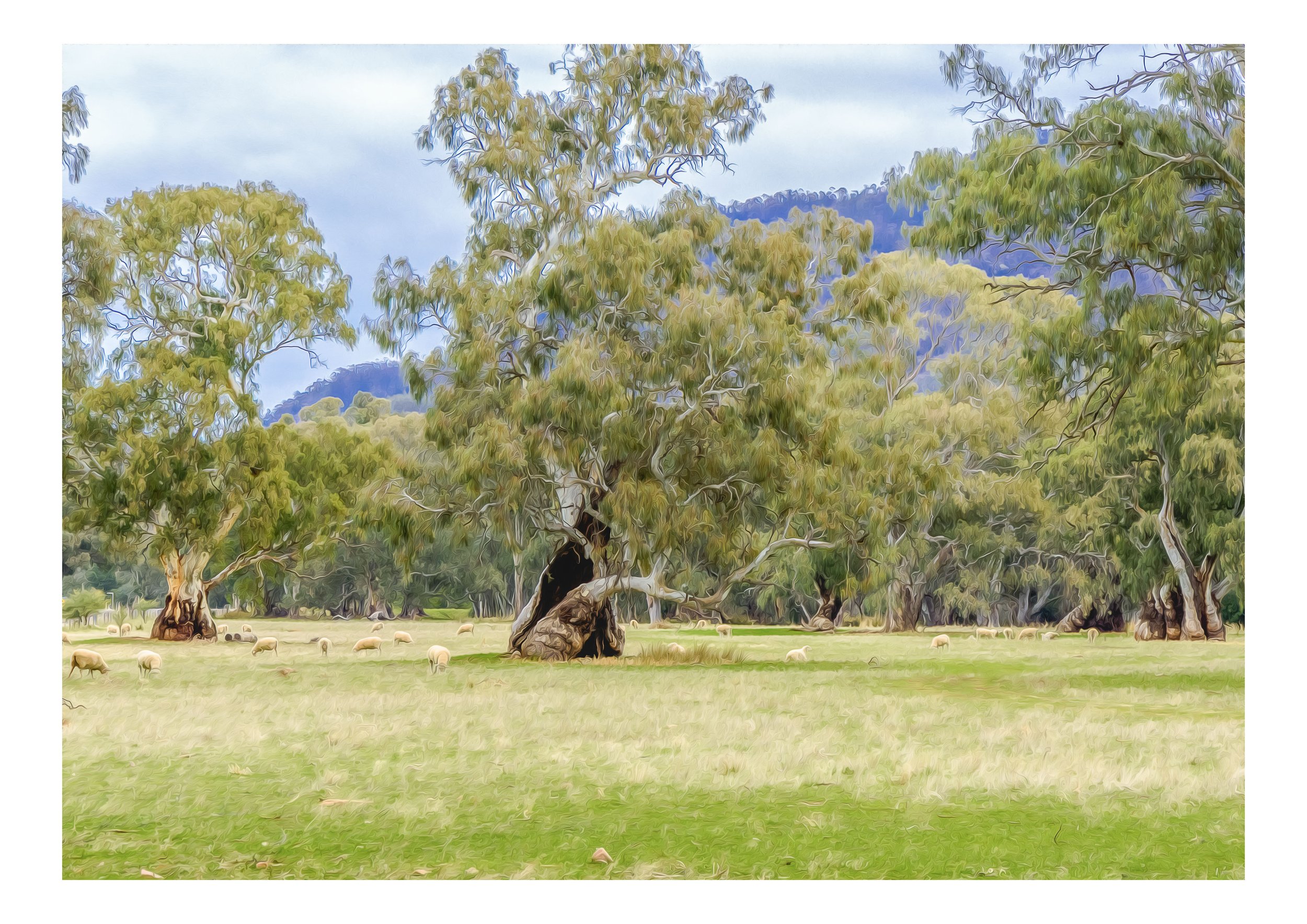 #0524_A3_20mm-Border_Sheep Grazing.jpg