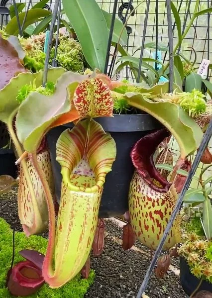 N. veitchii x maxima.jpg