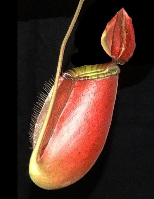 N. ampullaria x (spectabilis x talangensis)