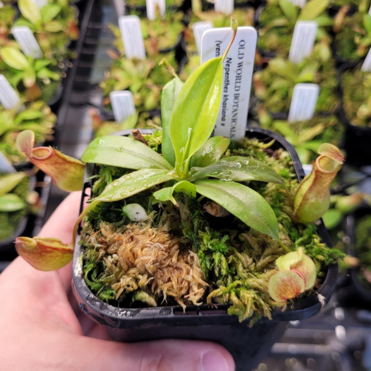 N. khasiana x (ventricosa x maxima) - AKA Nepenthes 'gaya'