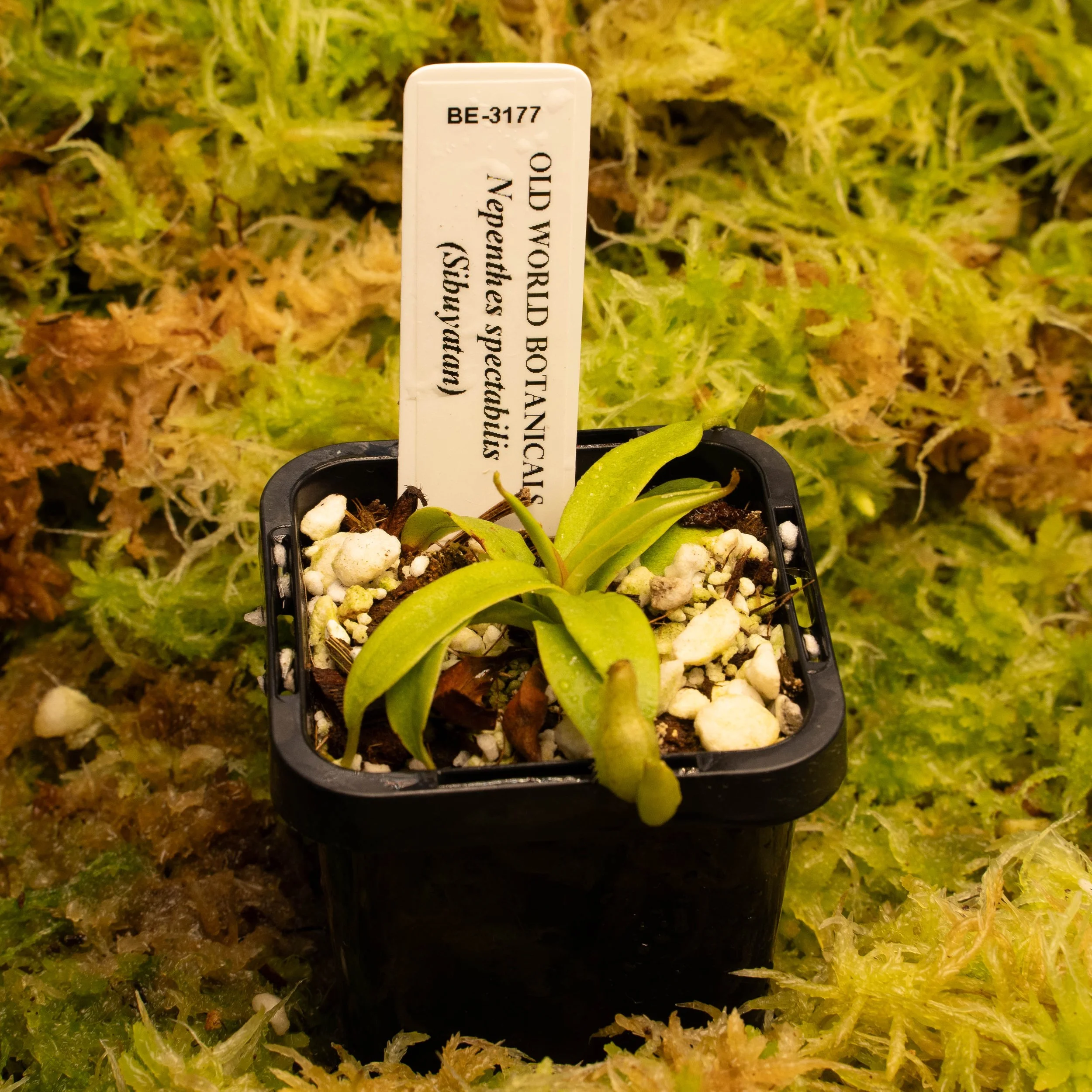 Be-3177 spec (sib).jpg