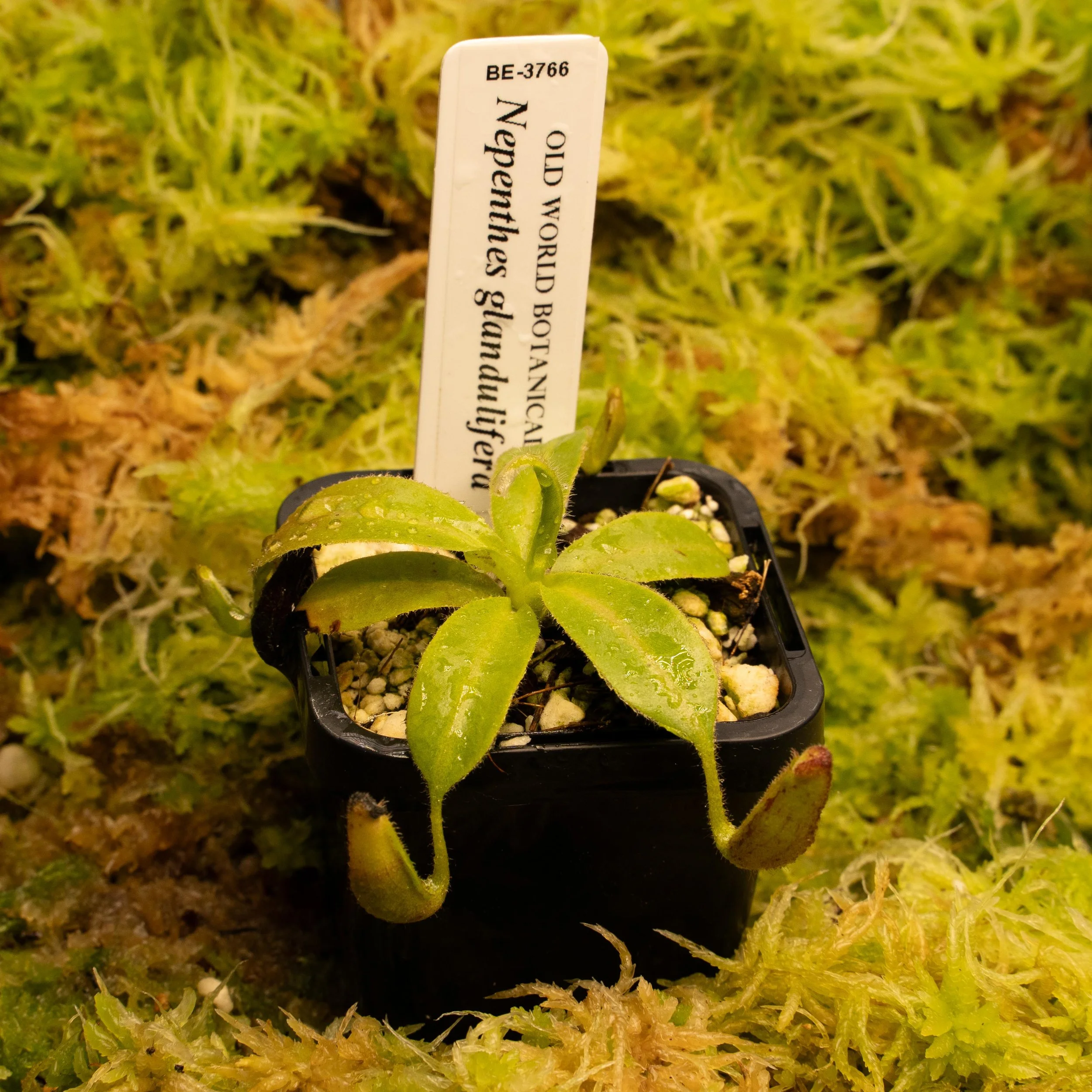 BE-3766 glandulifera-02119.jpg