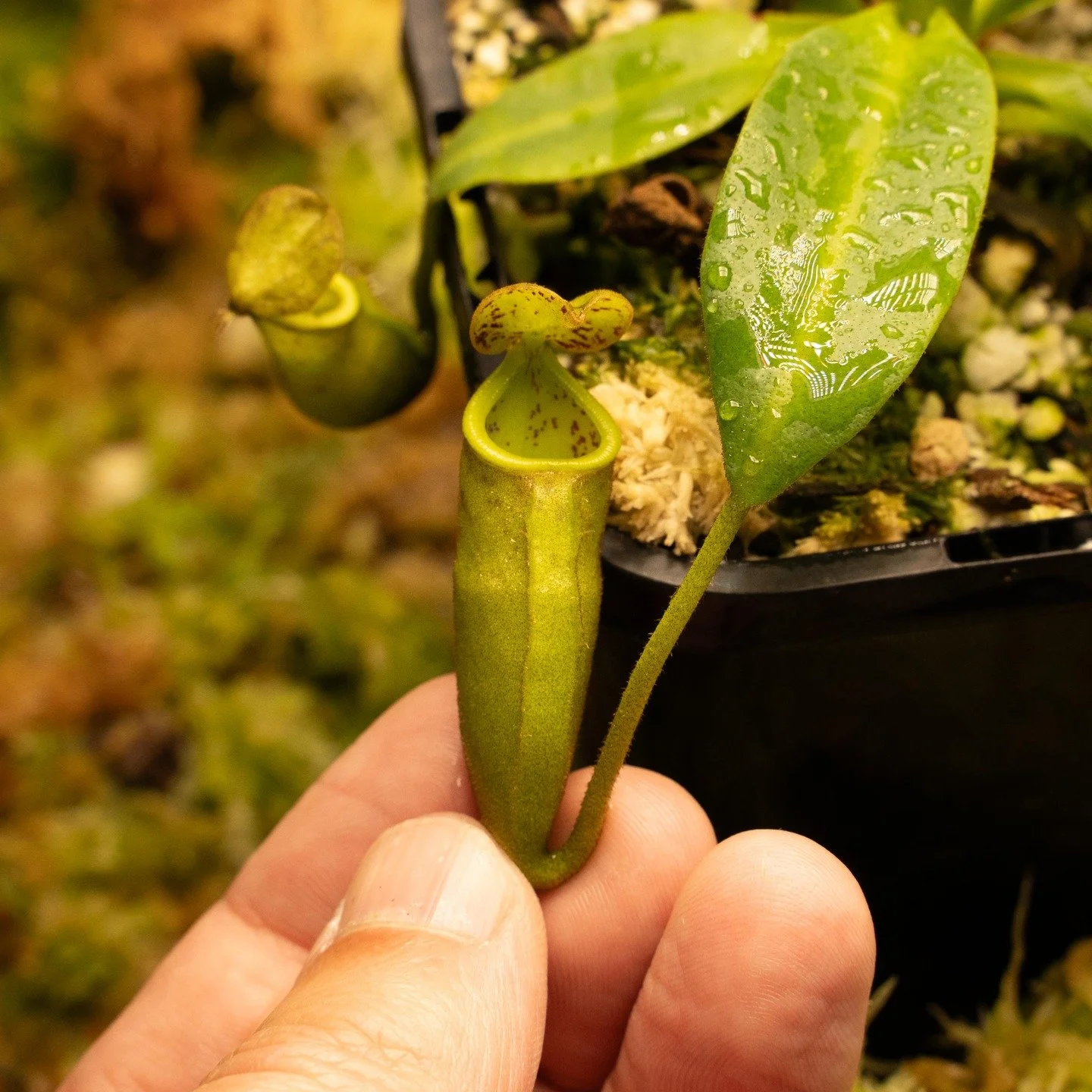 Website is live. Cute little N. burb x camp (BE-3564) for tax.

oldworldbotanicals.com.au