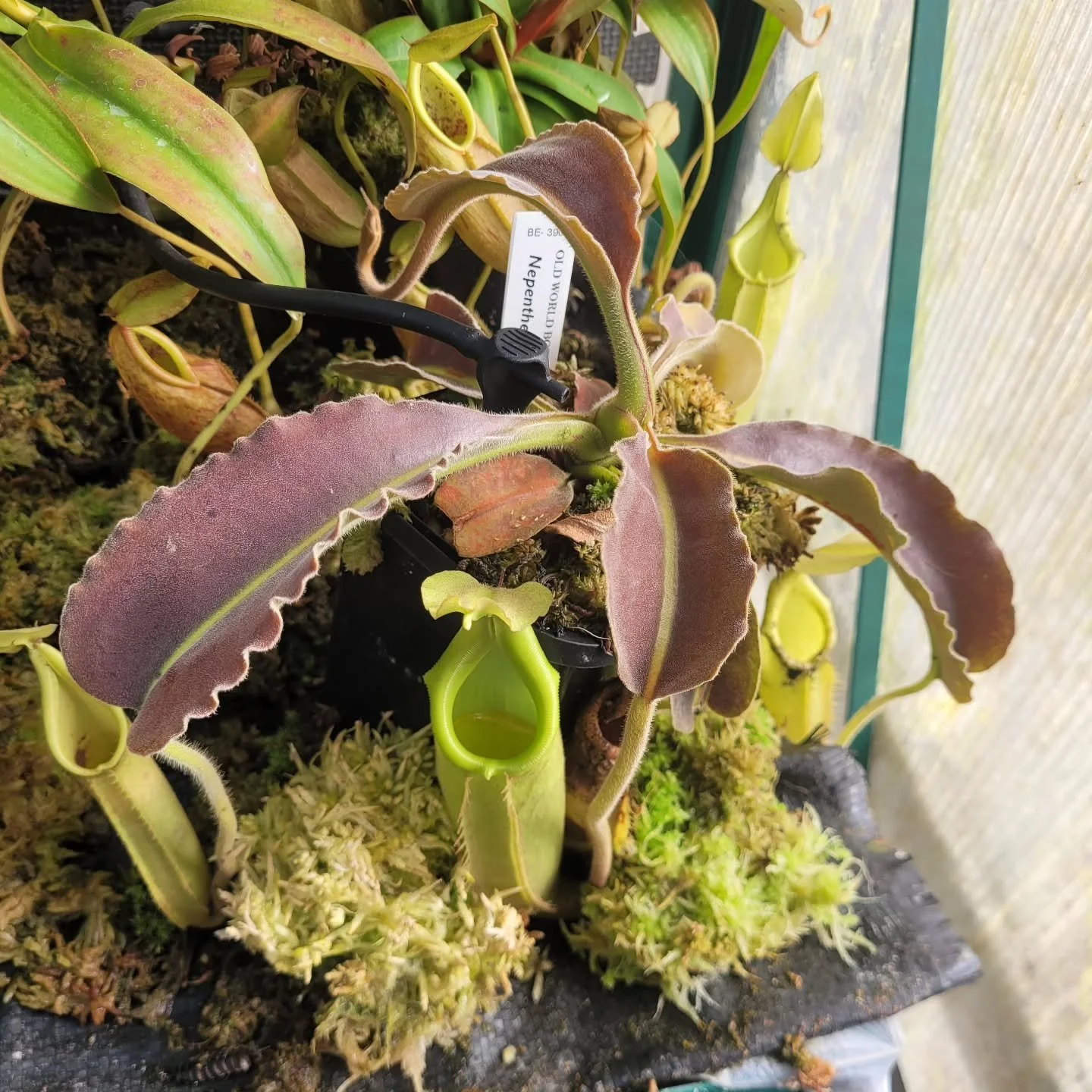 Loving this N. maxima (BE-3907).

I'm curious how much maxima will be split out over the 10 years but it will undeniably remain a highly variable species even then.

I'll always keep an eye out for new maxima clones and we have a few on the website I