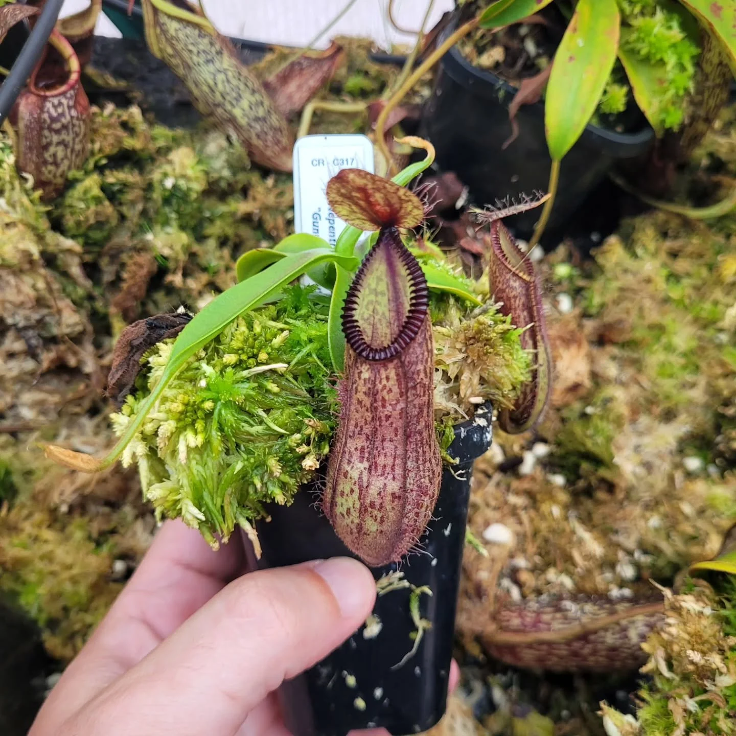 Nepenthes hamata (CE-317) from Captive Exotics.

Can see the pitcher jumps on this one. Combination of hitting that critical mass, springtime temps, and feeding the pitchers with nutricote.

N. hamata had been an unlucky plant for me in the past so i