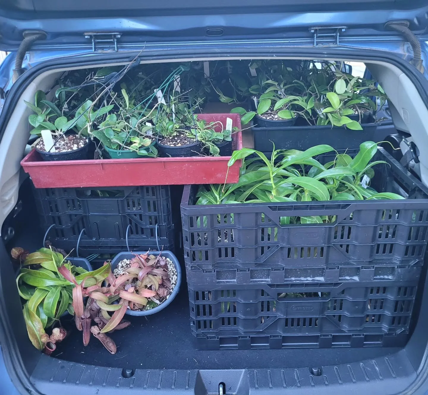 Hope to see you tomorrow at the @launcestonhorticulturalsociety Flower show!

I've got a tiny car packed with Nepenthes, Hoya, Drosera, Sarracenia, Pinguicula. I'll be offering some discount prices on lots of awesome beginner cool stuff 😊