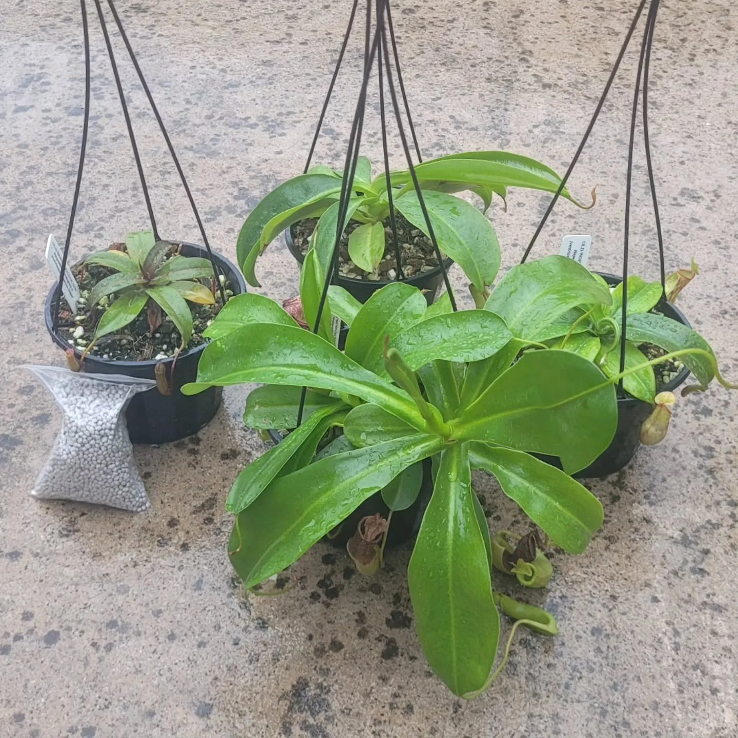Our beginner plants are over growing our greenhouse, so we are running a sale!! Both are at $60 for the three plants, plus we are throwing in a free N. 'Rebecca Soper' to make four and a small bag of Nutricote Black slow release fertiliser.

We use t