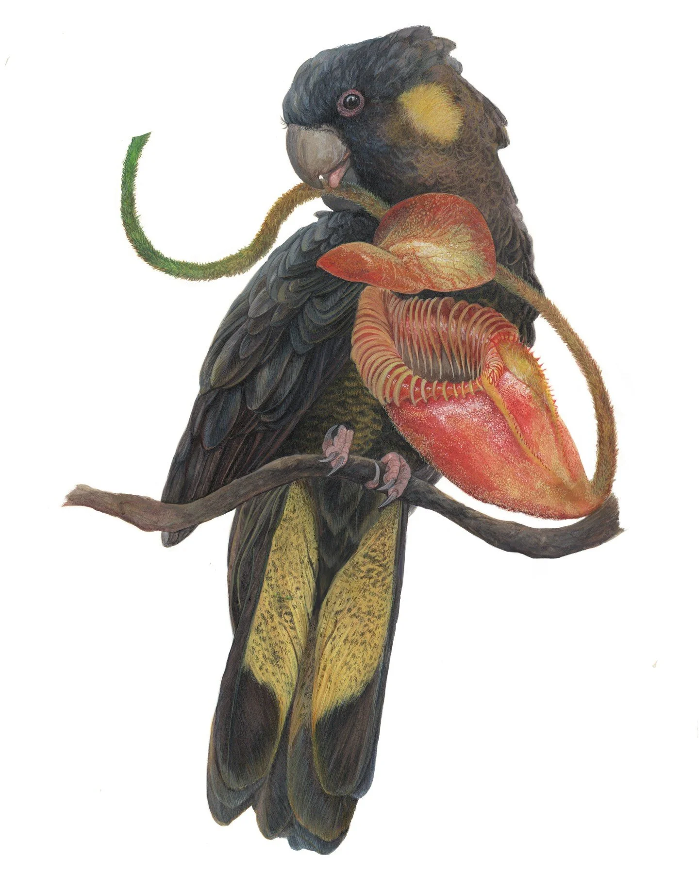 So impressed by the new Old World Botanicals logo we had commissioned by @ryan_rivers_art. We really wanted to support a local artist and Ryan has such an amazing detail and style that it was a no brainer.

Nepenthes villosa had to feature (of course