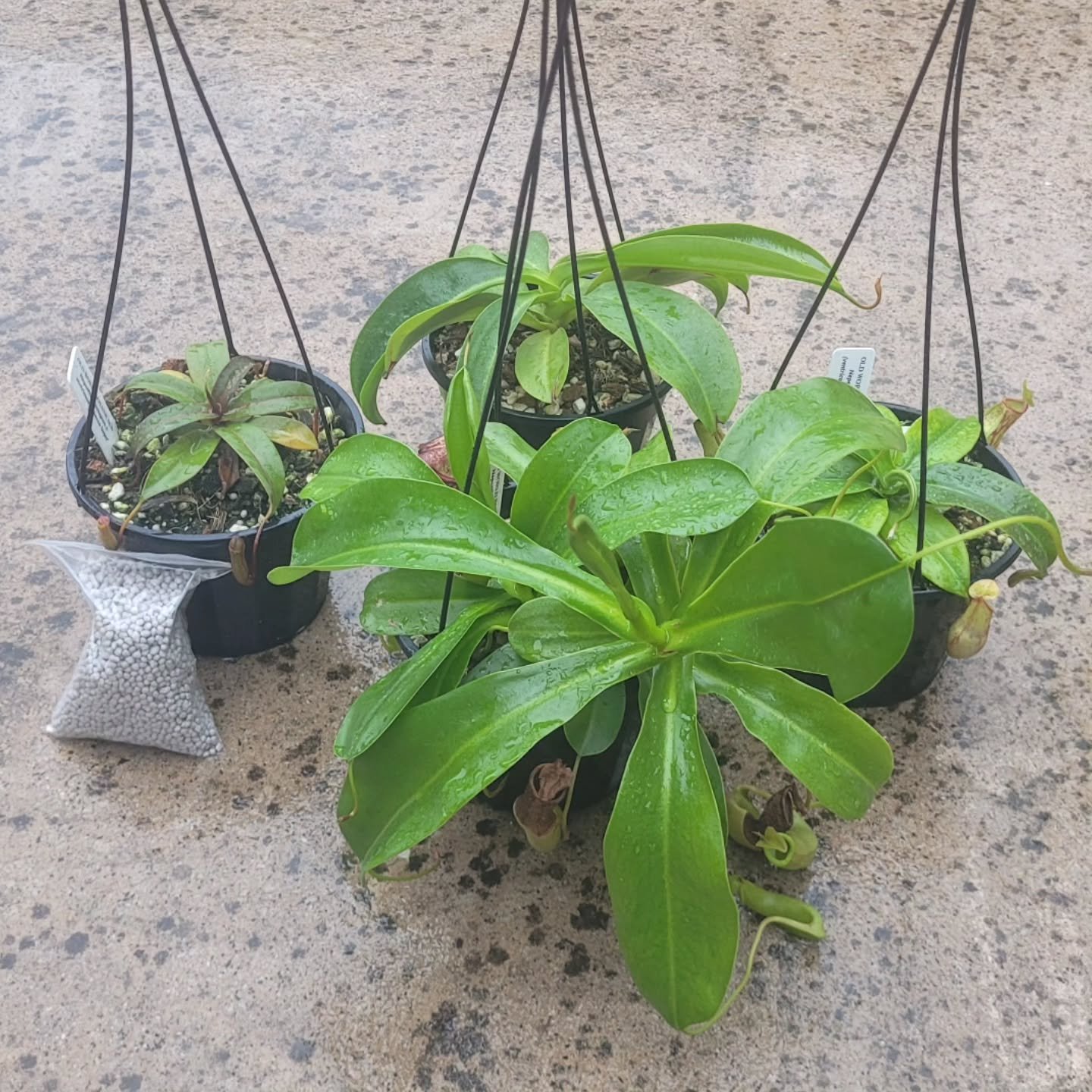Our beginner plants are over growing our greenhouse, so we are running a sale!! Both are at $60 for the three plants, plus we are throwing in a free N. 'Rebecca Soper' to make four and a small bag of Nutricote Black slow release fertiliser.

We use t