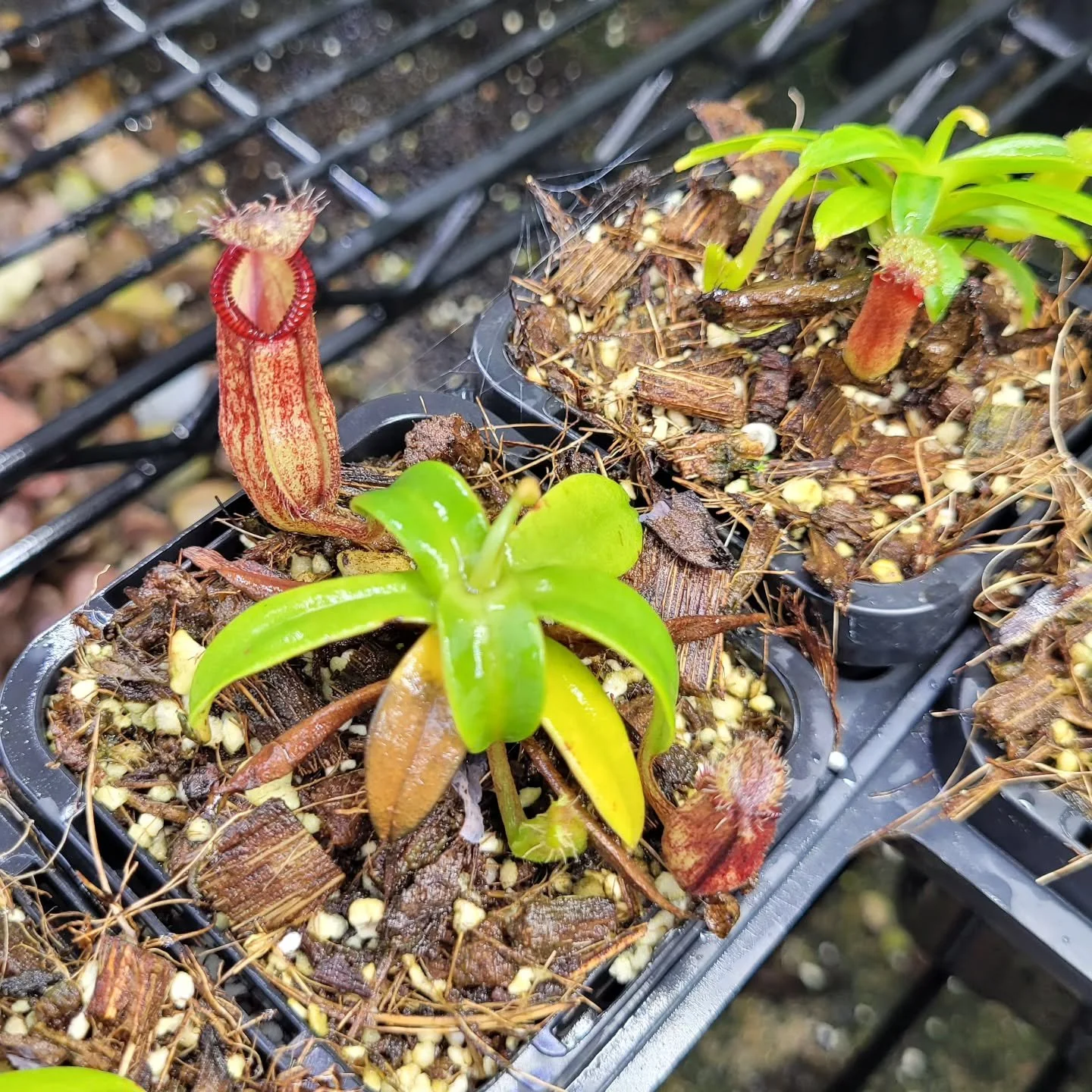 Look at this gorgeous little N. hamata from @newneps 

We are taking the website down to start putting awesome stock like this up. Hoping to relaunch it on Friday the 17th with as much stock as we can manage by then 😊

Juggling 3 young kids and Sall