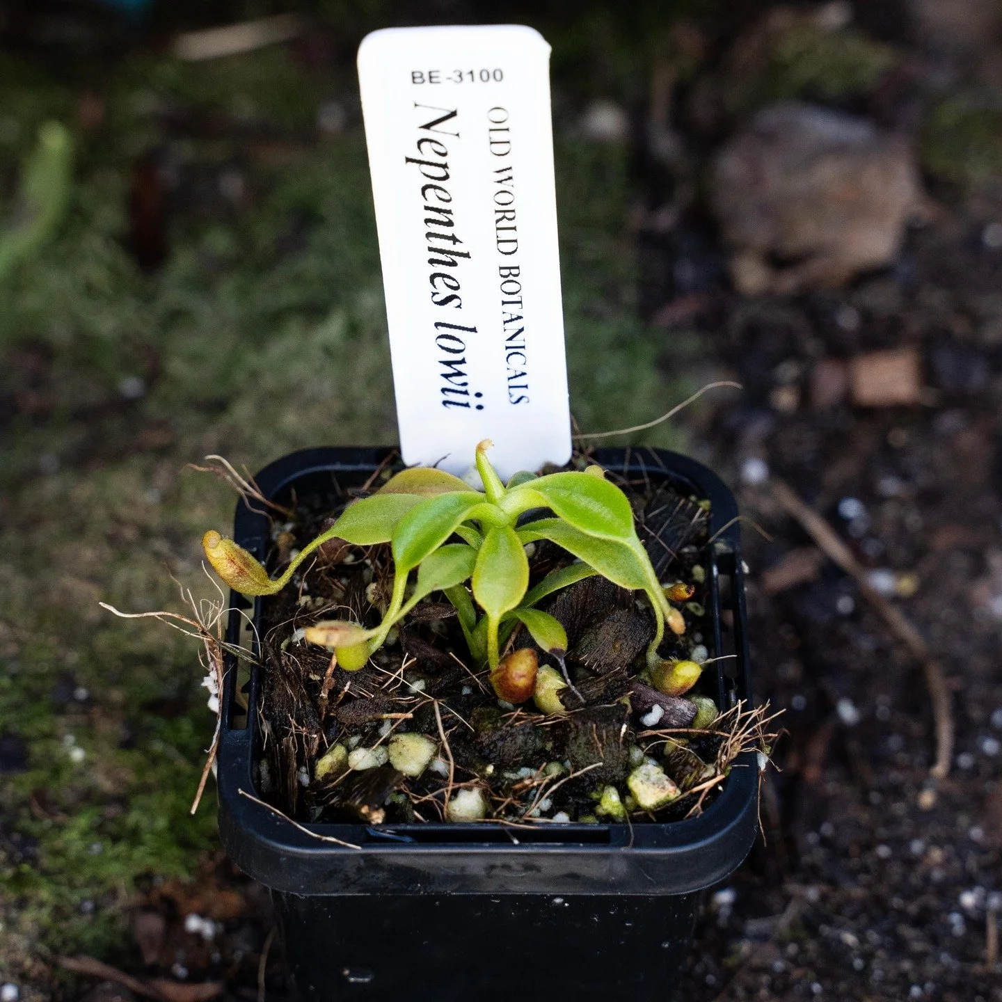 I've been working hard to try get the release ready for this week, but it's going to have to be the 24th April, at 7pm Australian Eastern Standard Time.

On the positive side, I've never been so excited about little plants as I have in this batch. I'