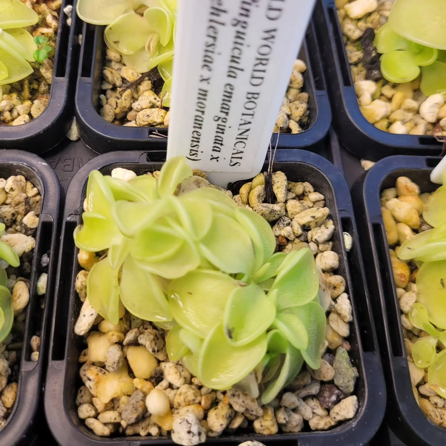 We also added some cute easy Pinguicula to the website for tonight's release at 7pm Tasmania time.

There will be lots of highlander species, hybrids, and some new beginner packs with new hybrids if you've enjoyed those bulk bargains 😊

The rarest t