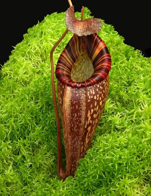 N. talangensis x spectabilis