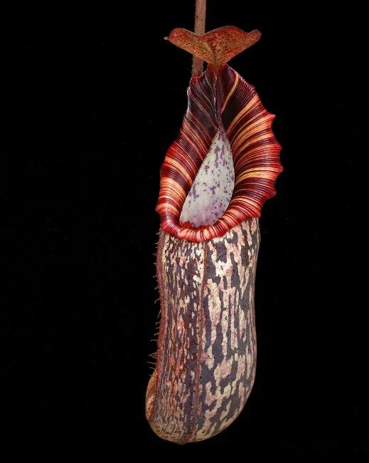 N. spectabilis x bongso (BE-3991)