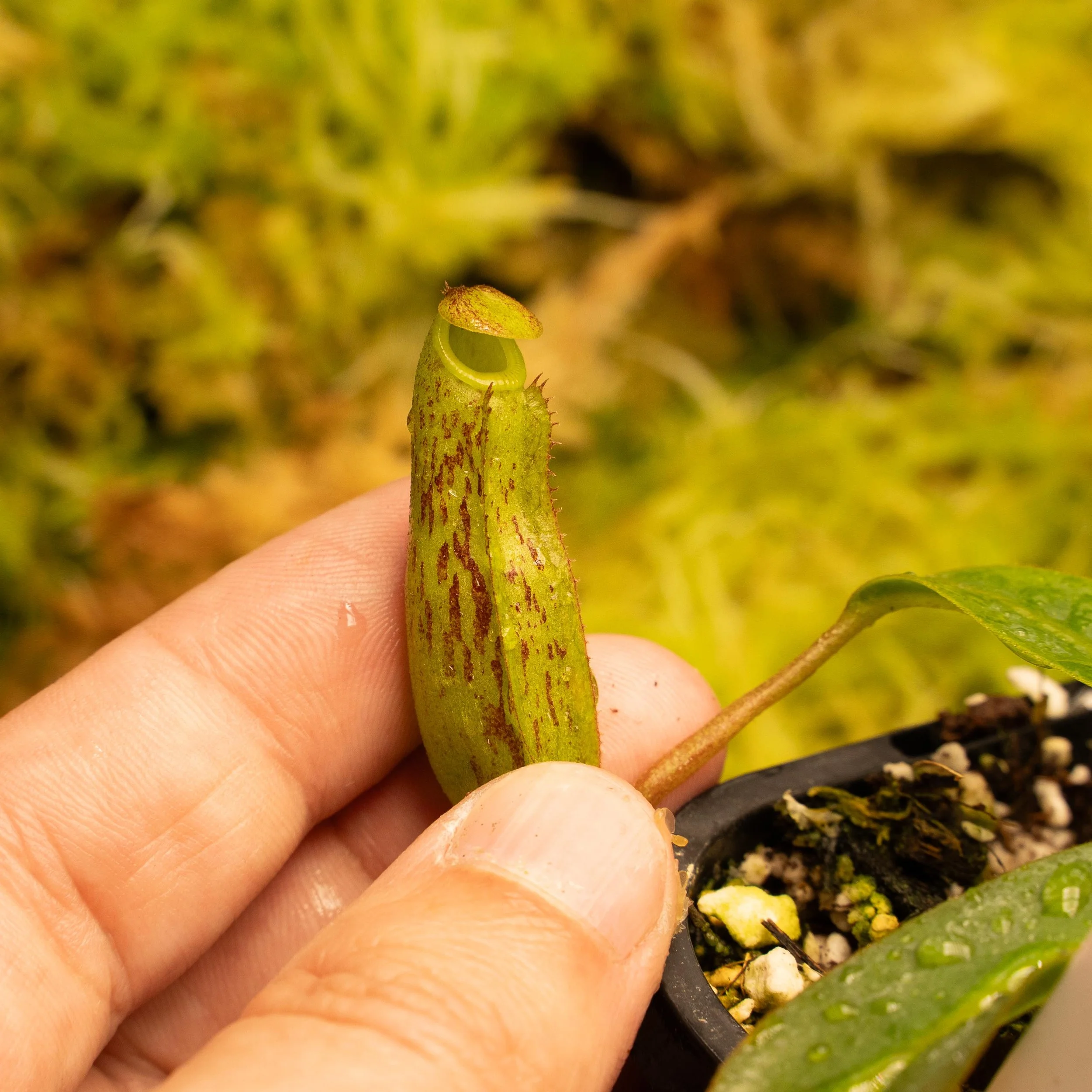 BE-4693 vog vent2-02156.jpg