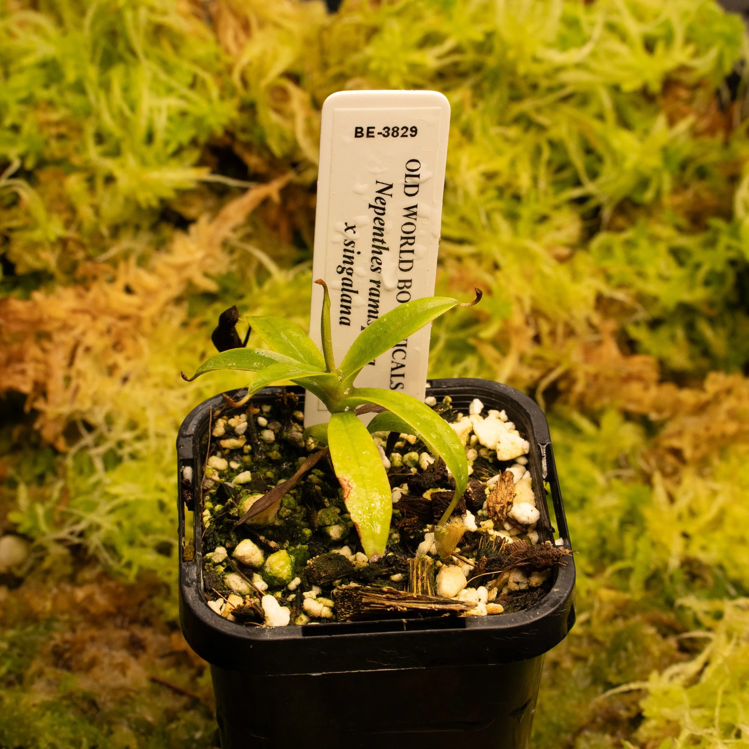 BE-3829 - ram sing-02144.jpg