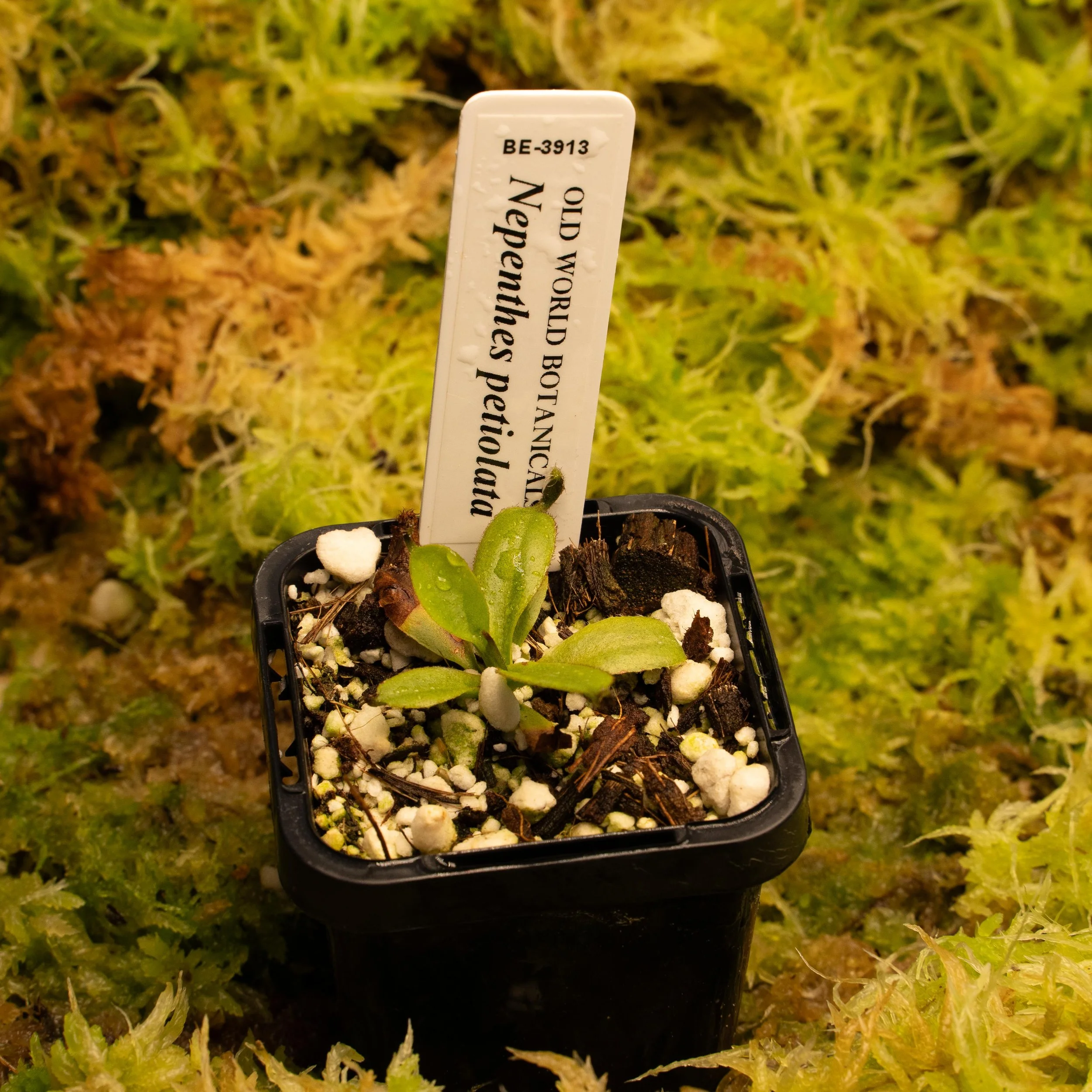 BE-3913 - Petiolata-02126.jpg