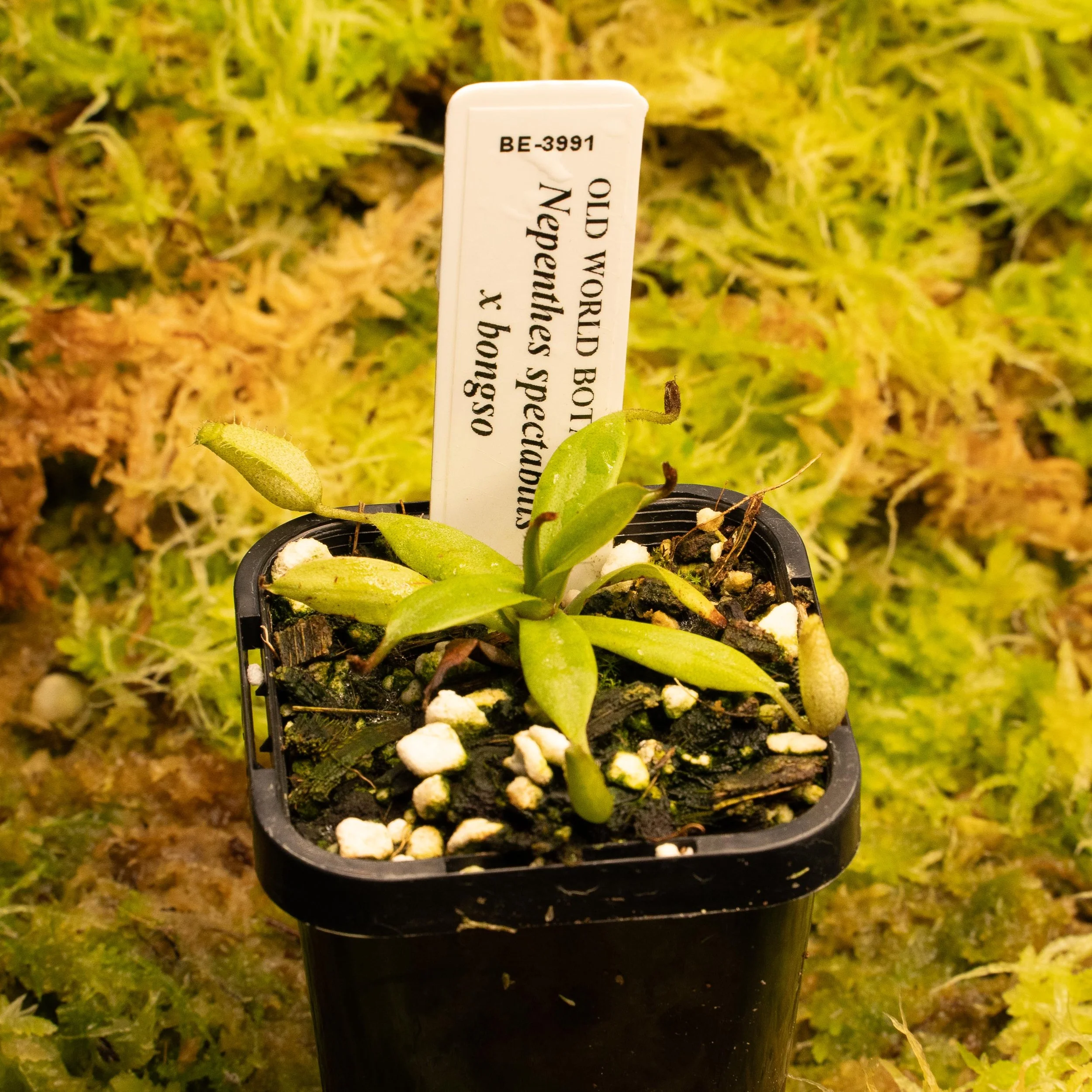 BE-3991 - spec bong-02146.jpg