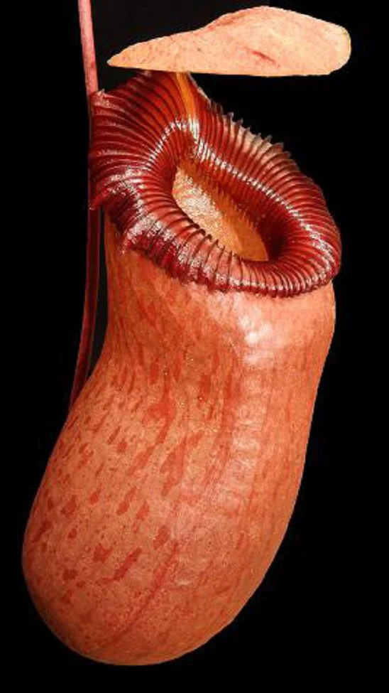 N. barcelonae (BE-3770)