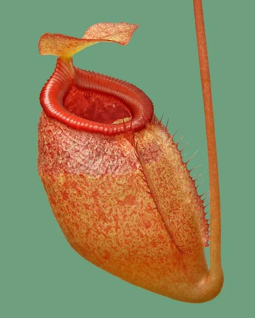 BE-4579b juvenile pitcher of one clone.JPG