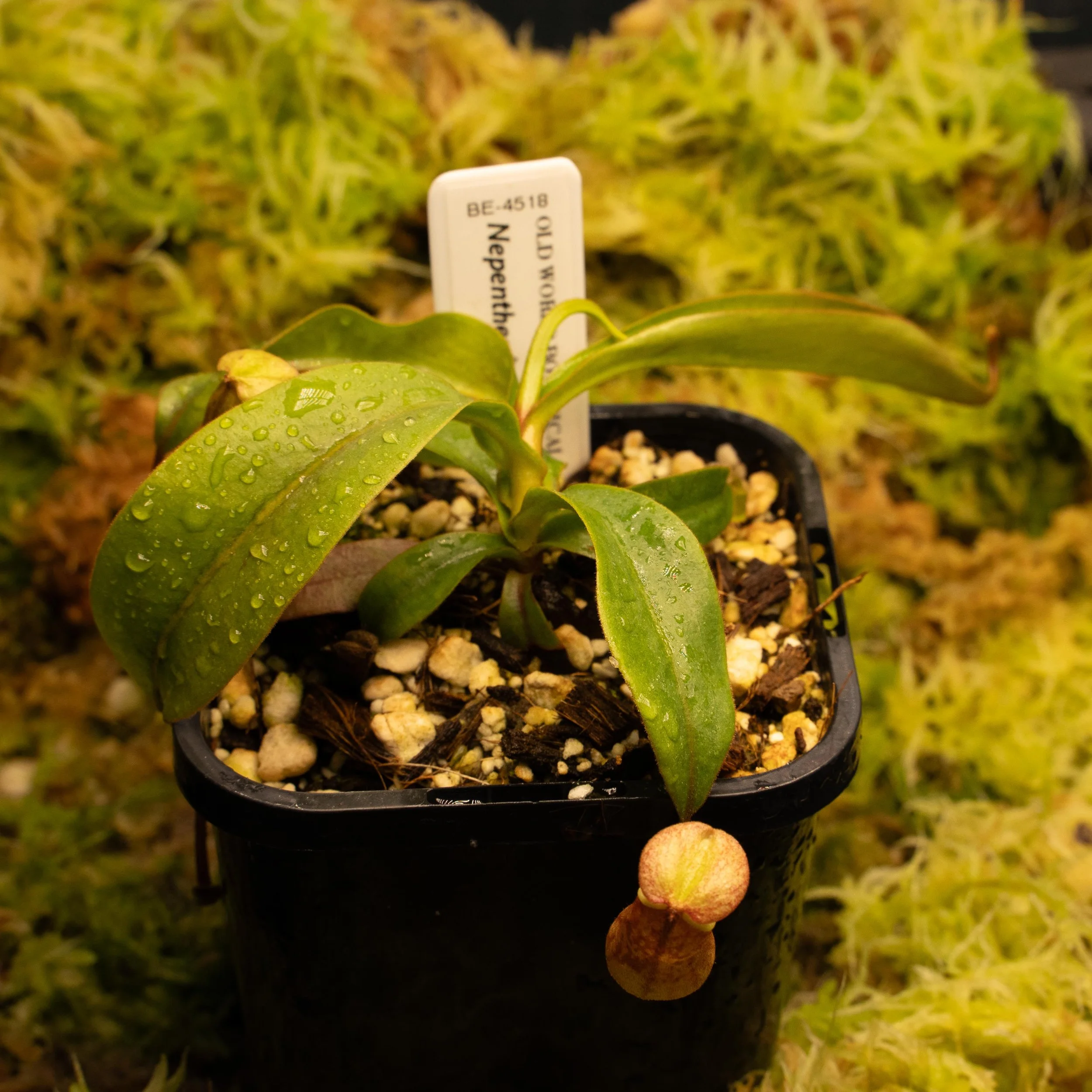 BE-4518 bokorensis-02123.jpg