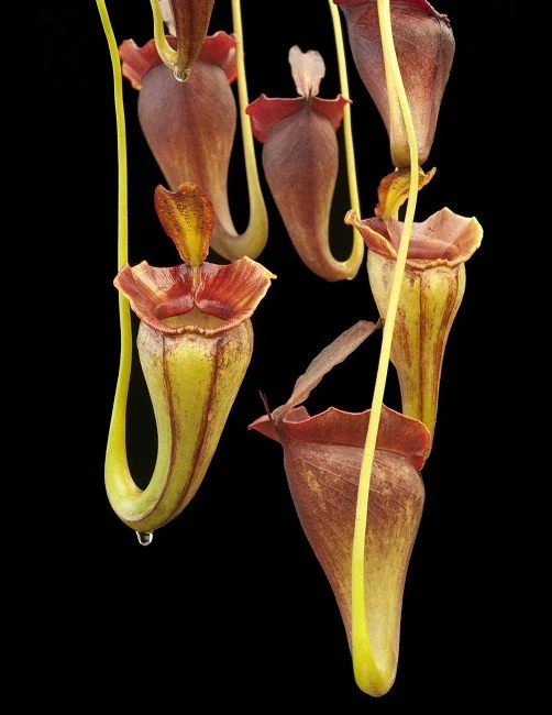 N. jacquelineae (BE-3092)