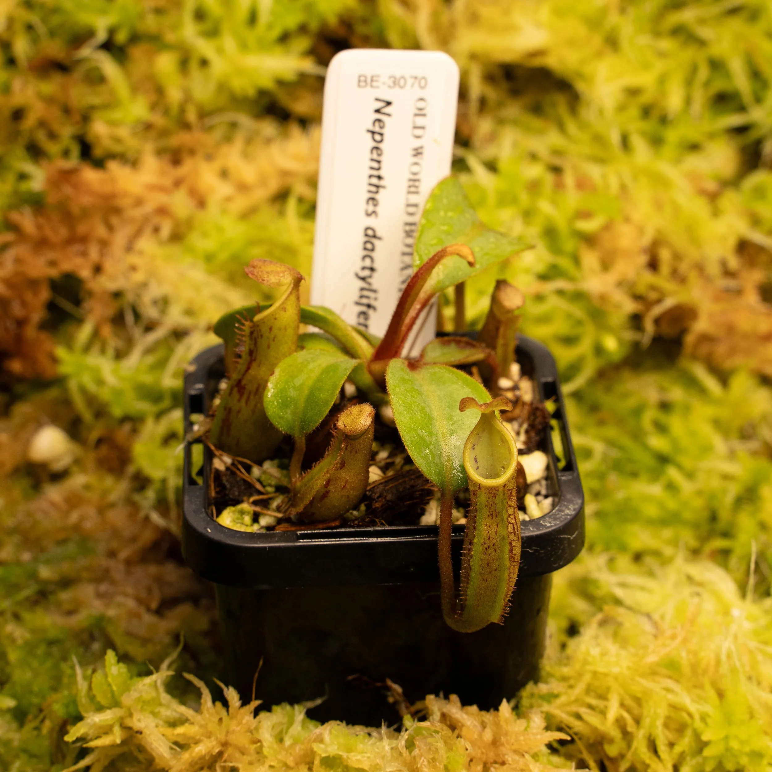 Be-3070 dactilifera.jpg