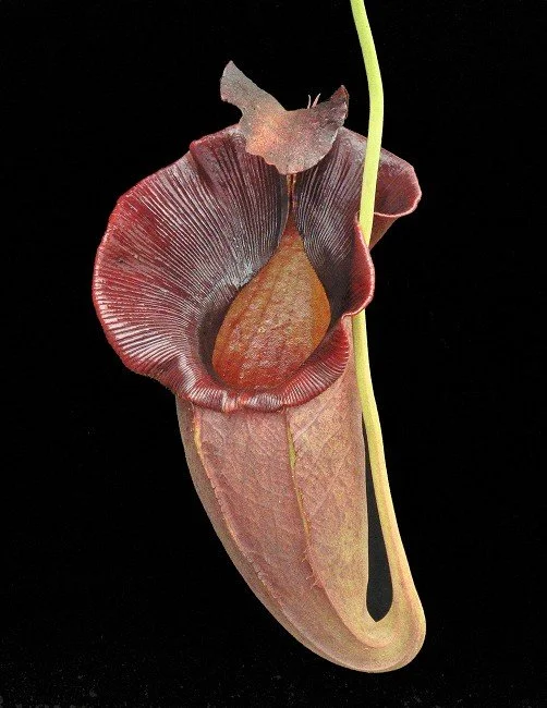 N. spathulata x jacquelineae