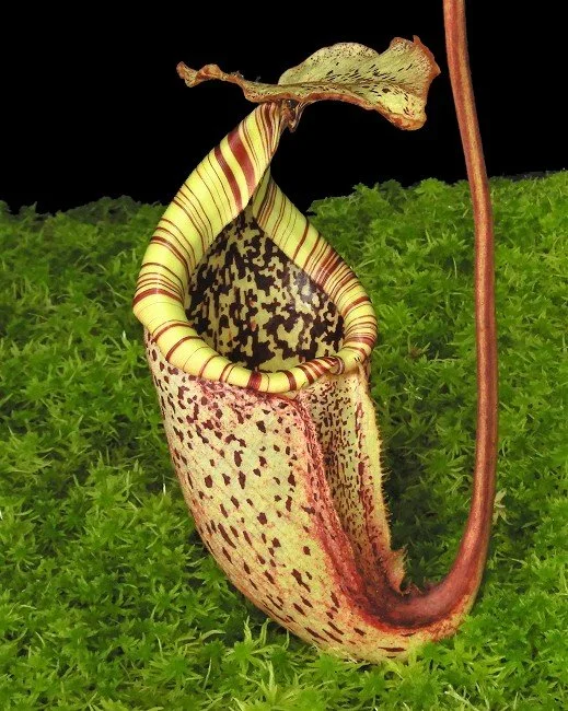 N. burbidgeae (BE-3873)