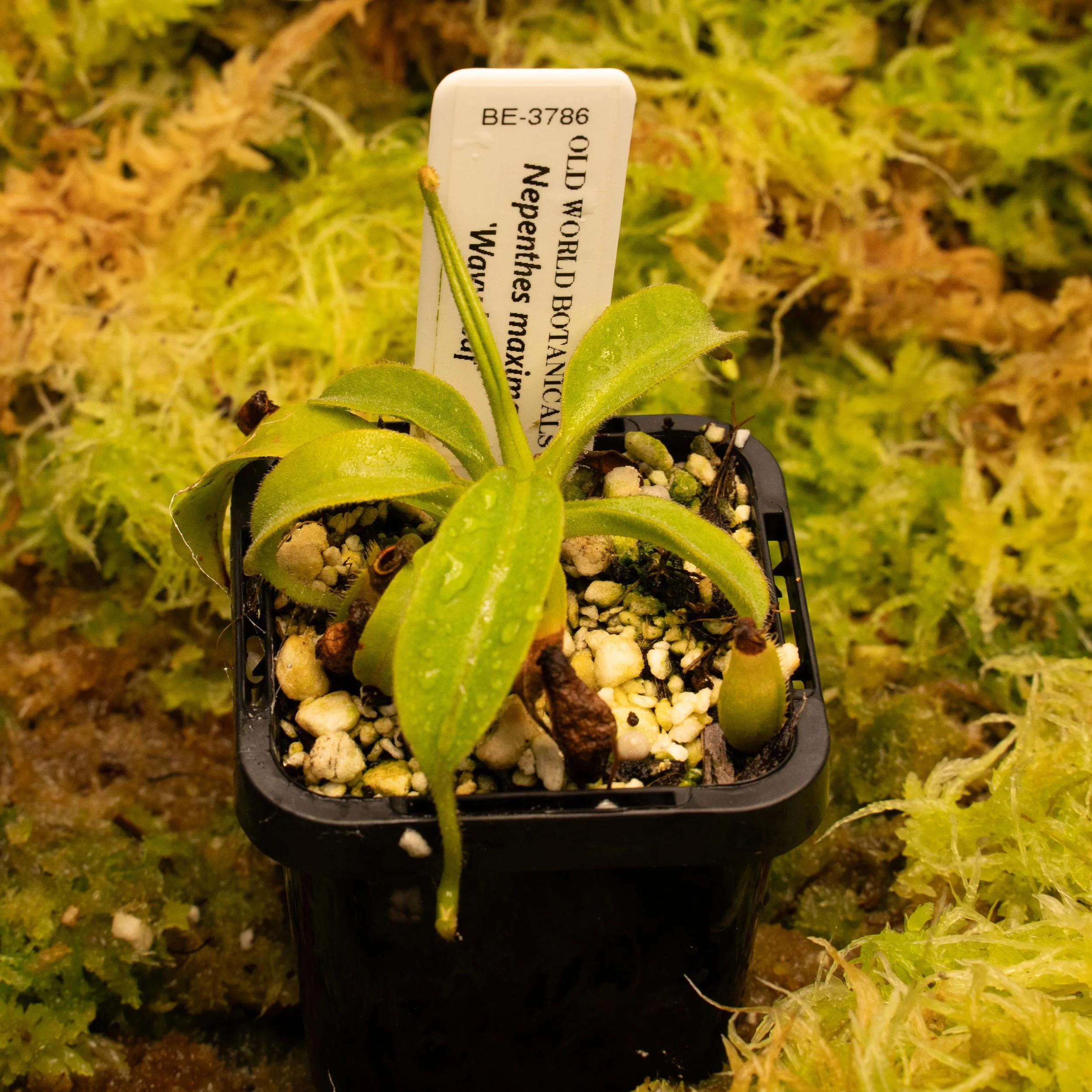 BE-3786 maxima wavy-02129.jpg