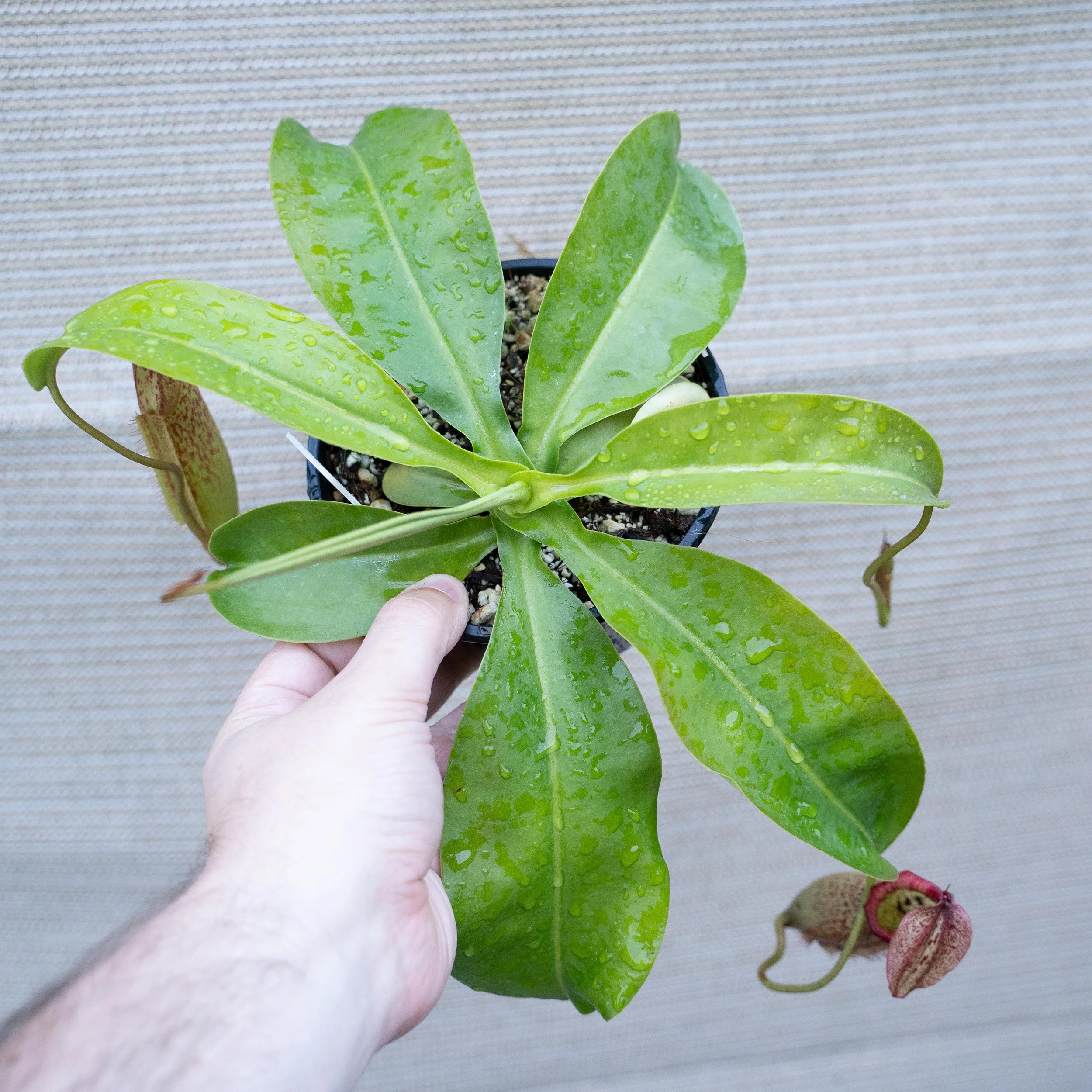 Nepenthes Beginner Pack One (3 Plants)