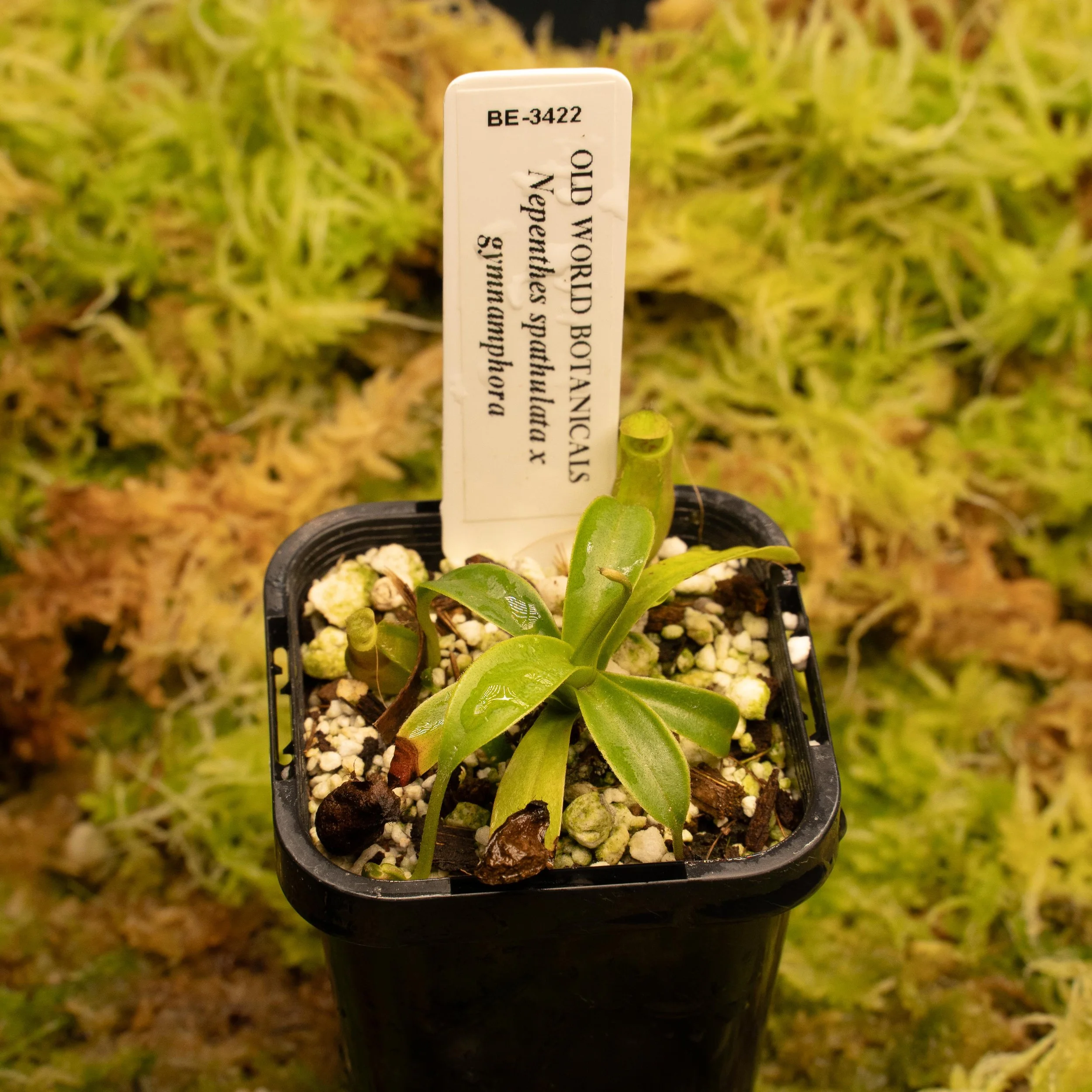 BE-3422 - spath gymn-02137.jpg