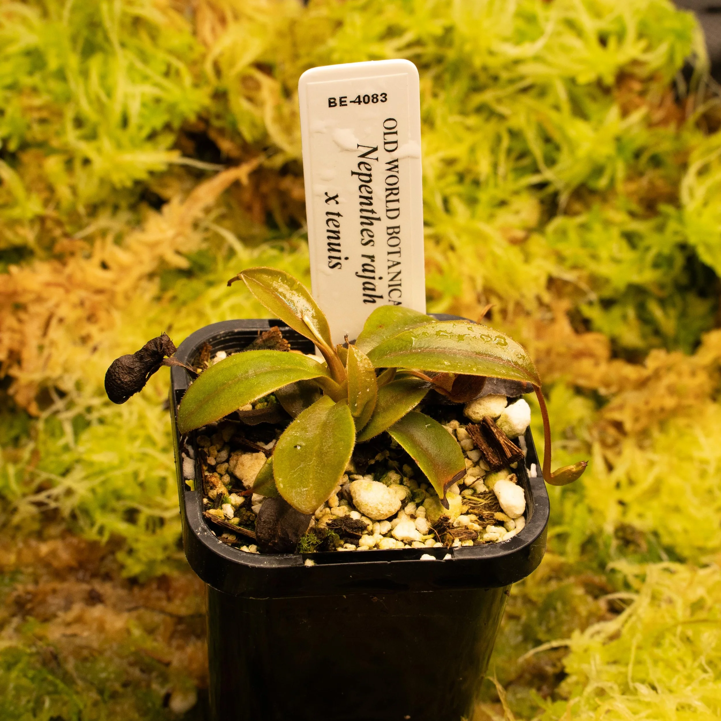 BE-4083 - Rajah x tenuis-02147.jpg