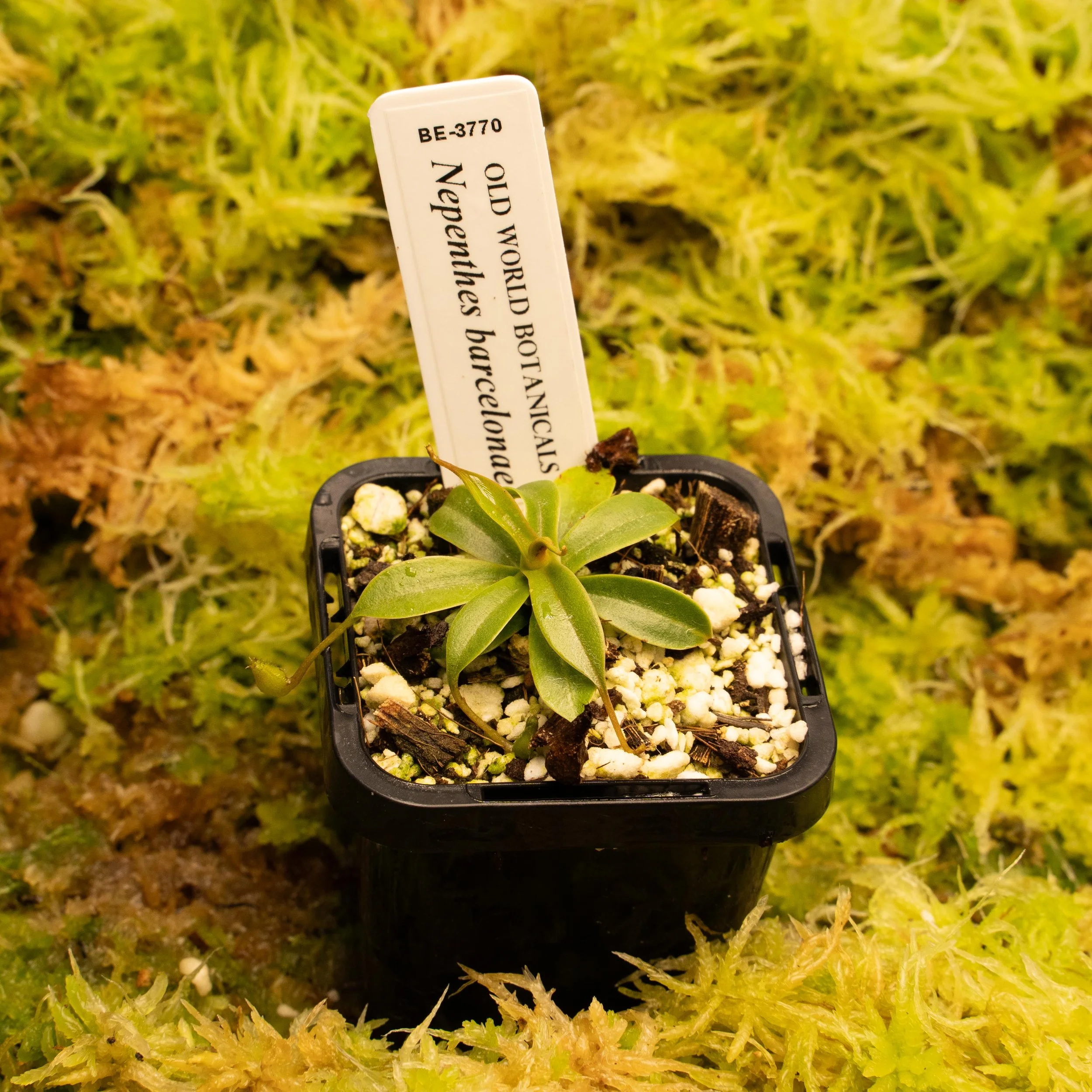 BE-3770 - barcelonae-02121.jpg