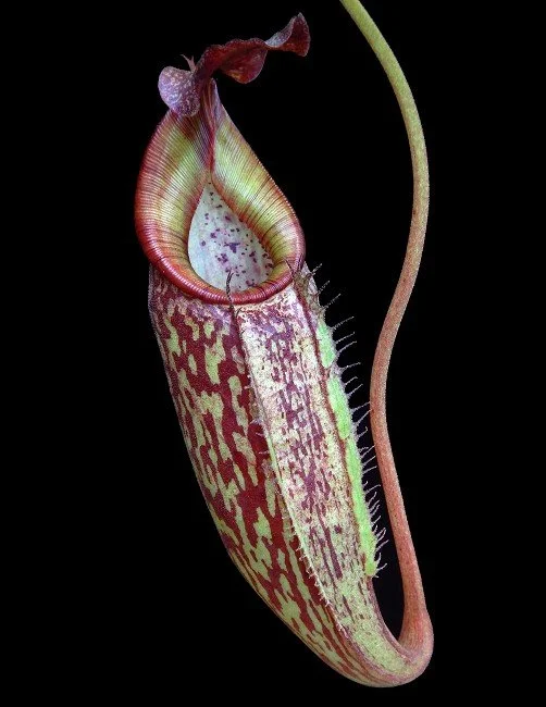 N. talangensis x zakariana (BE-4552)