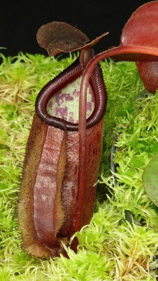 N. robcantleyi x palawanensis (BE-4591)