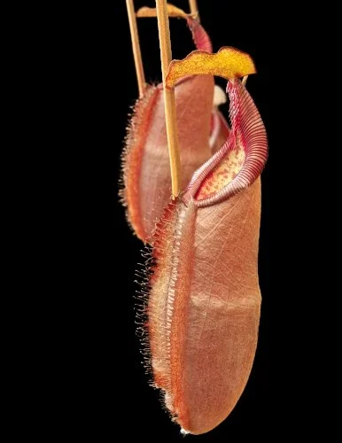 N. densiflora (BE-3837) - Growing out