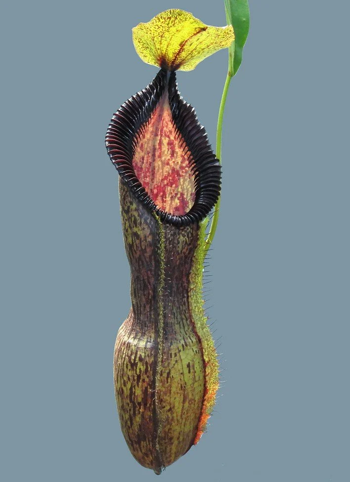 N. singalana x hamata (BE-4588)