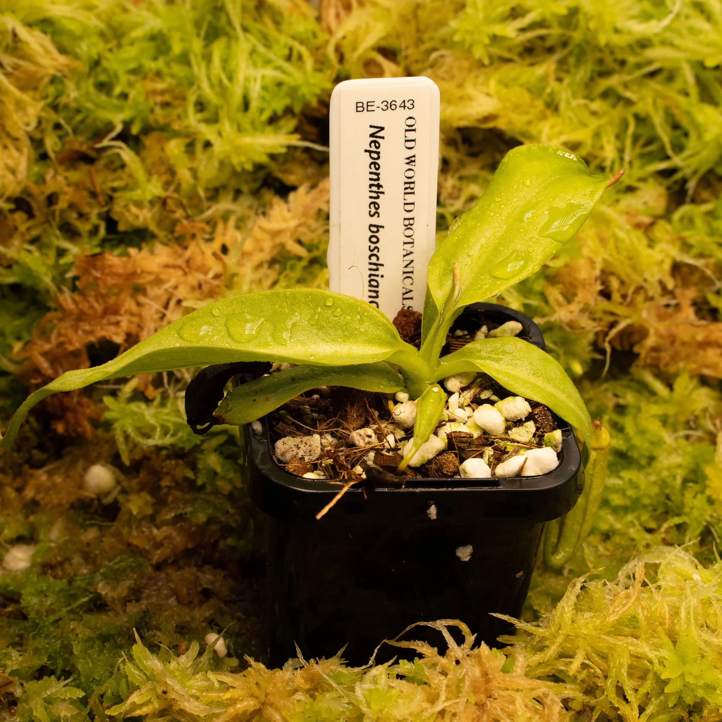 BE-3643 boschiana2.jpg