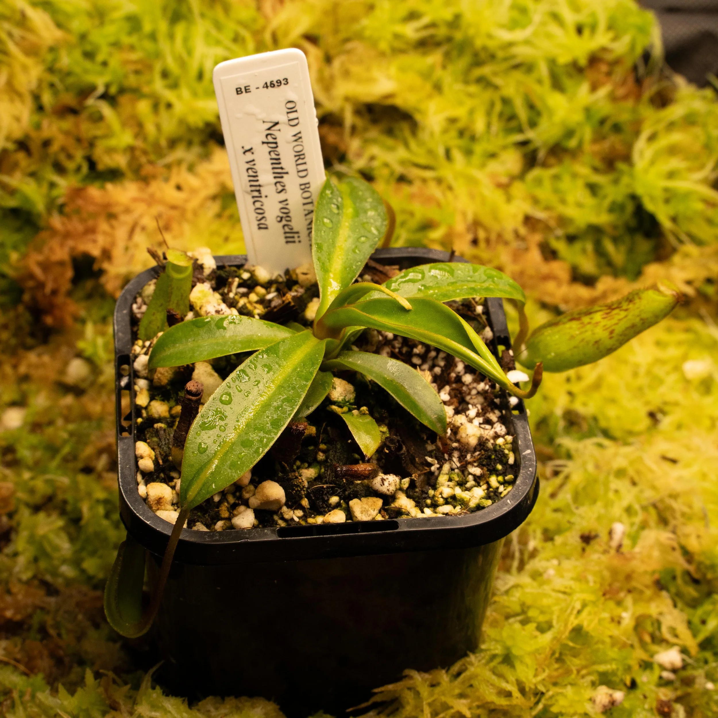 BE-4693 vog vent-02153.jpg