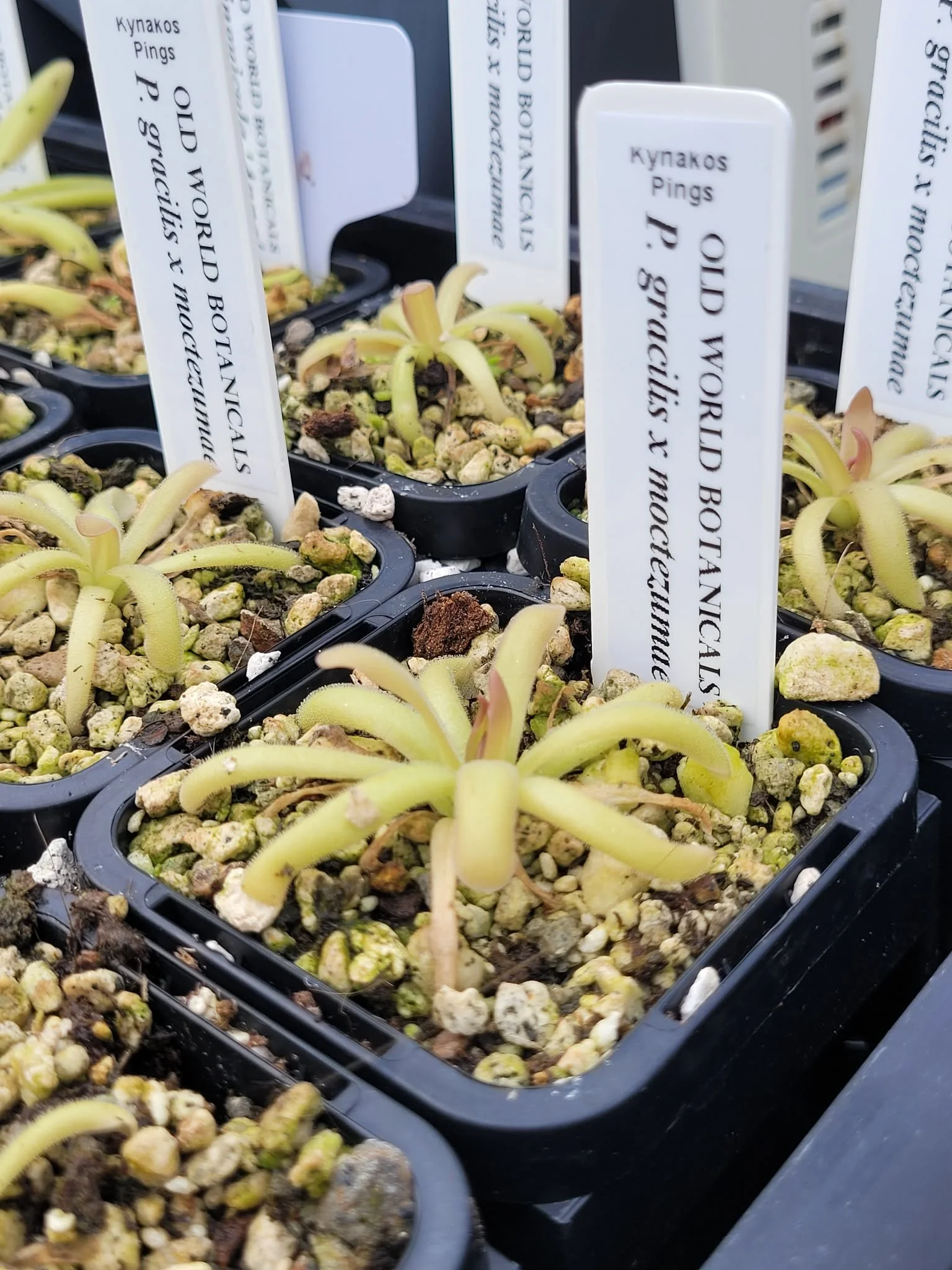 P. gracilis x moctezumae.jpg